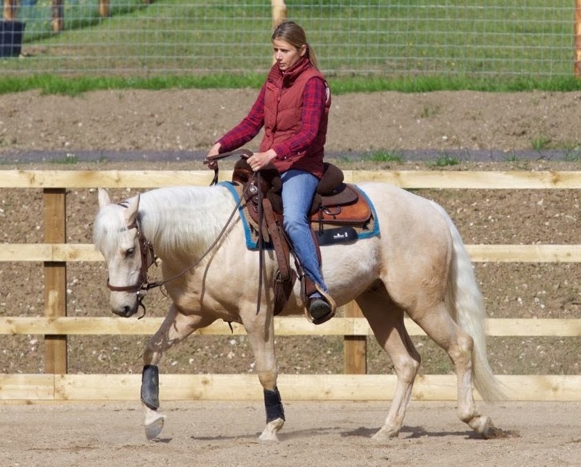 Quarter Horse gelding Wilden Wenlock